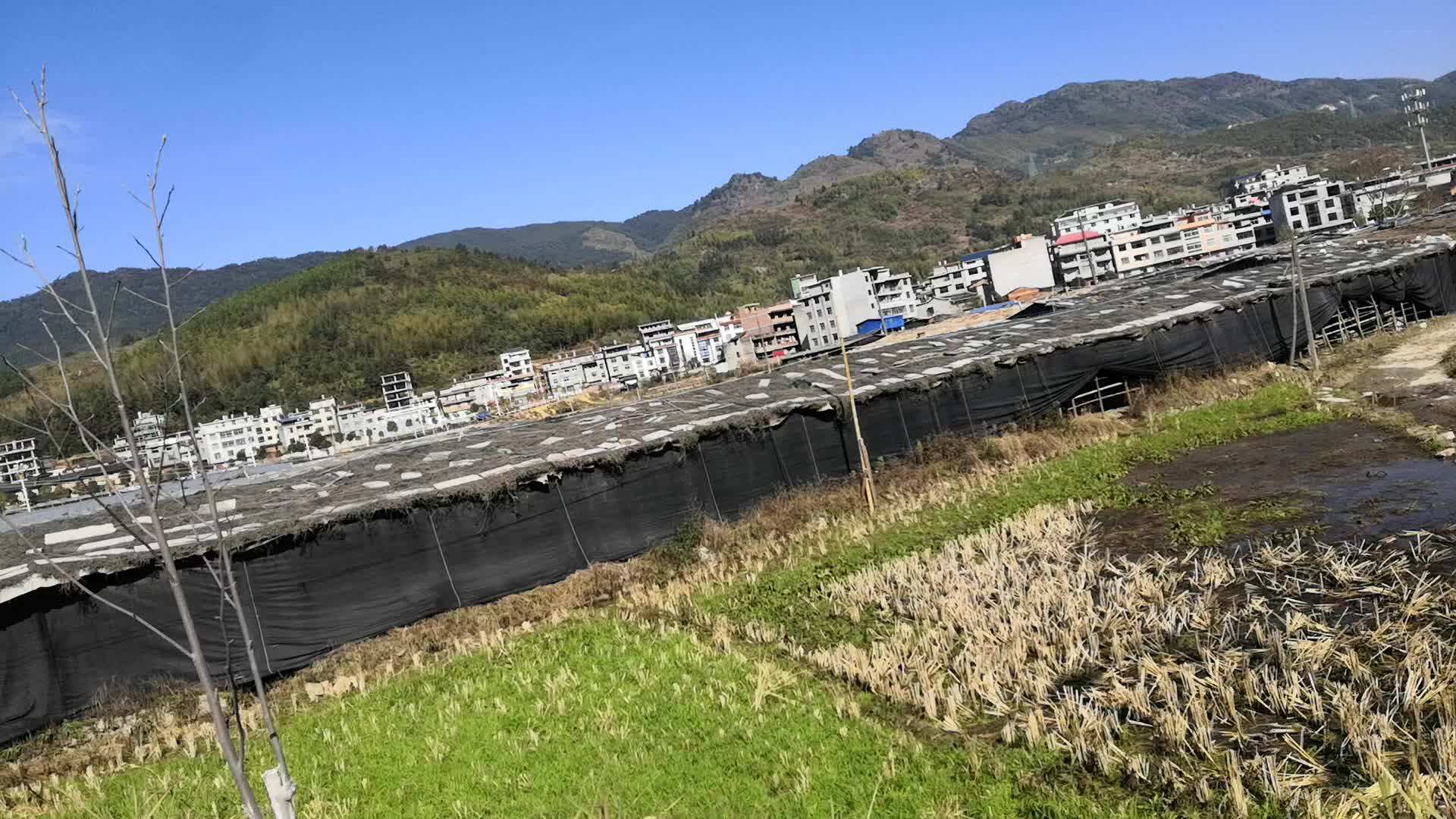古田县杉洋镇大兴标准化菇棚建设拓展食用菌产业